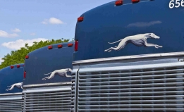 shutterstock image of greyhound buses
