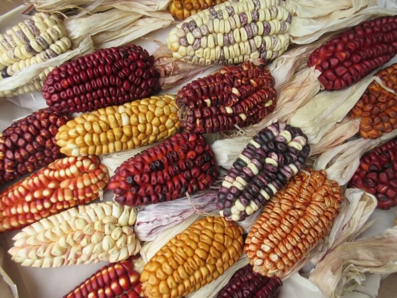 colorful dried corncobs